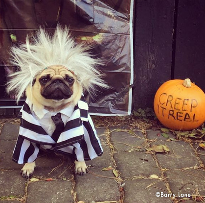 costume halloween per cani
