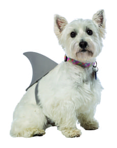 Déguisement requin chien